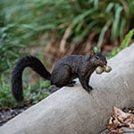 squirrel-2acorns